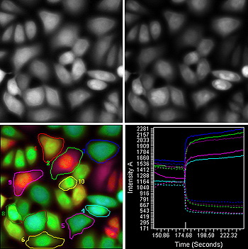 Phase Contrast Illuminator